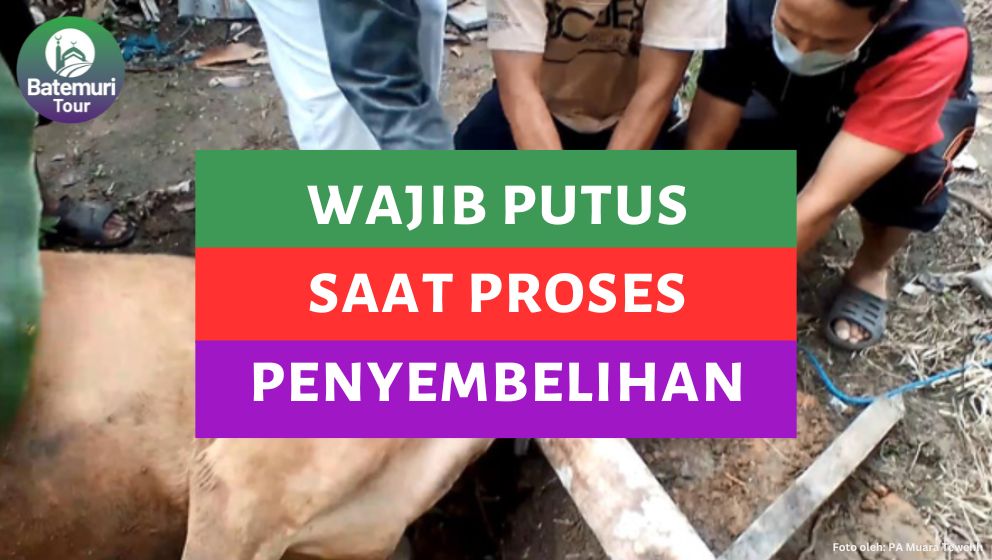 Dua Bagian ini Wajib Putus Saat Penyembelihan Hewan, Jangan Salah!!!